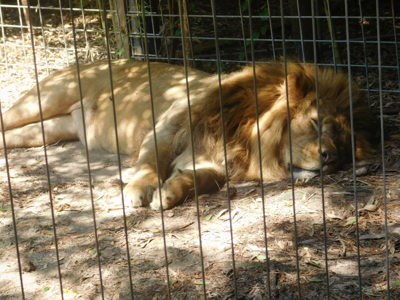lion snooze
