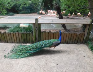 peacock & birds