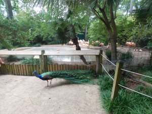 birds & peacock