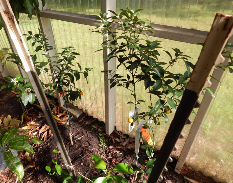kumquat in tropical greenhouse