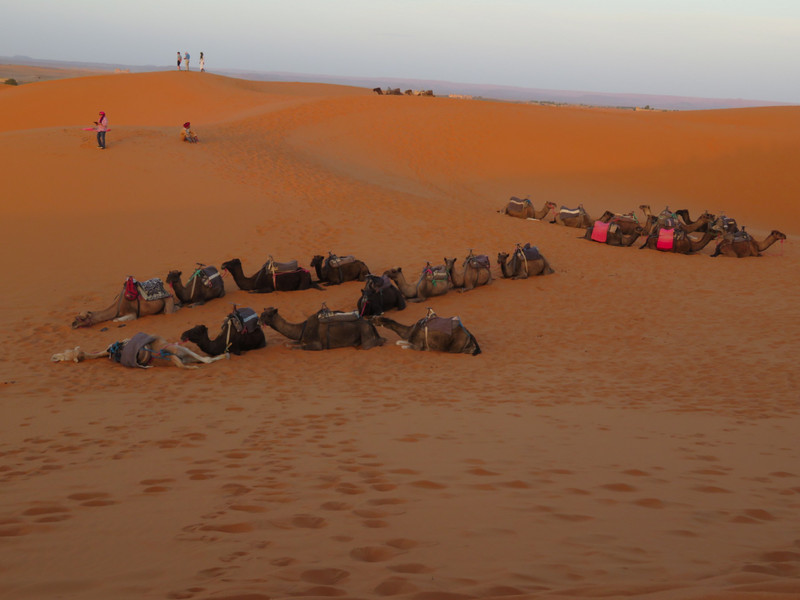Camels resting at Bivouac Belle Etoile - Erg Chebbi