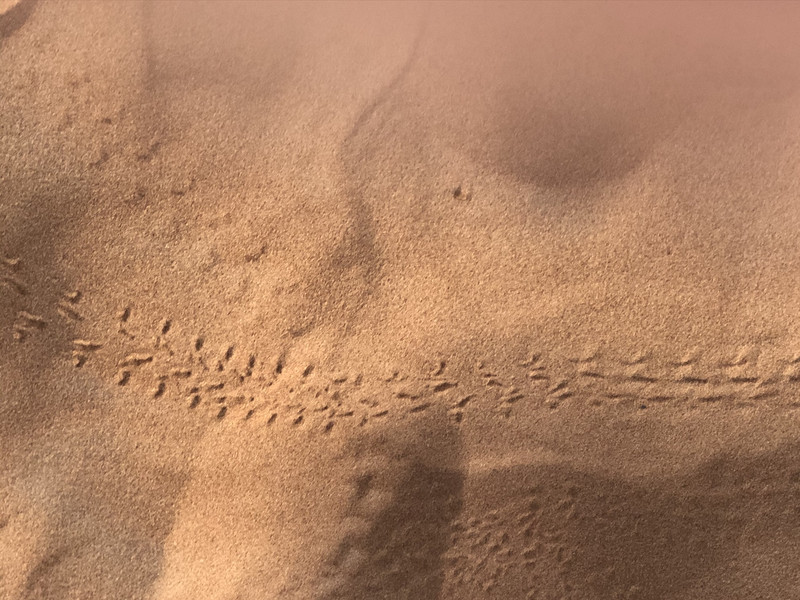 Tracks of nighttime visitors in the Erg Chebbi