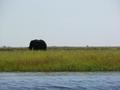 One Elephant finds solitude