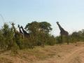 4 Giraffes