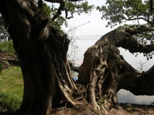 Lake Tana and very old tree