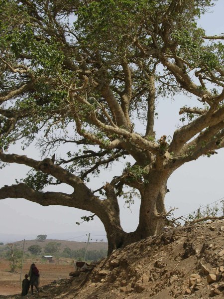 Old African Tree