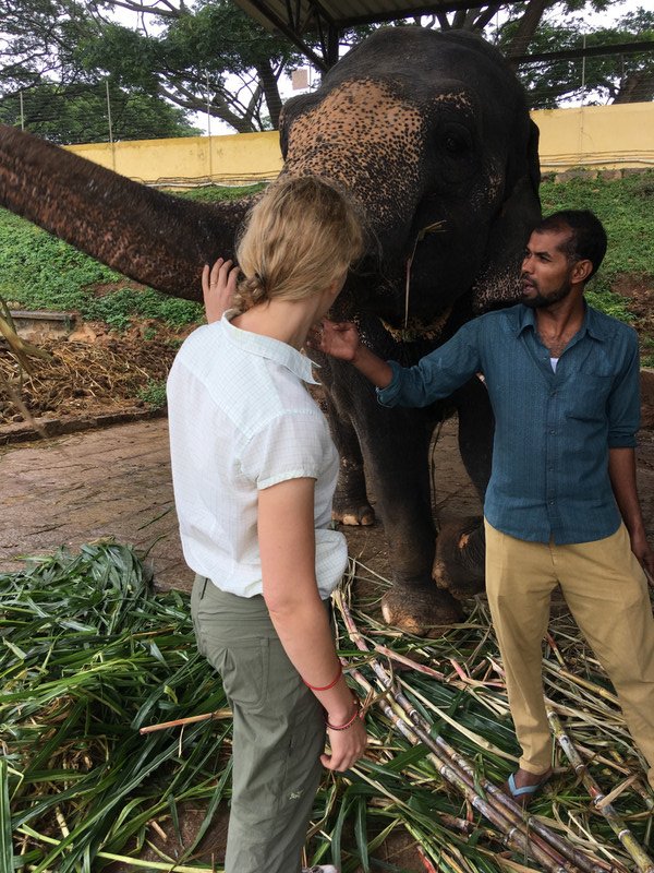 Mysore Palace - palace elephant