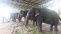 Mysore Palace - palace elephants