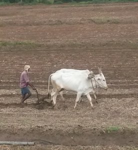 Modern Indian farming techniques