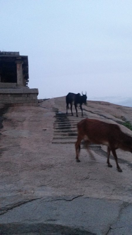 Cows can walk down stairs!