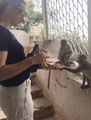Monkey feeding time (monkey temple)