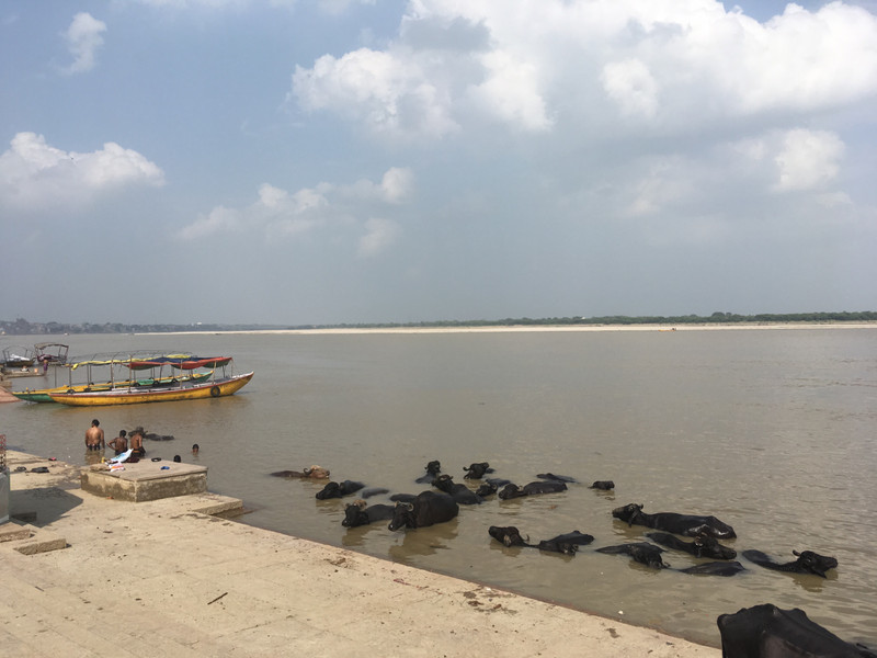 Buffalo in the Ganges
