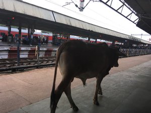 Cow at Agra train station