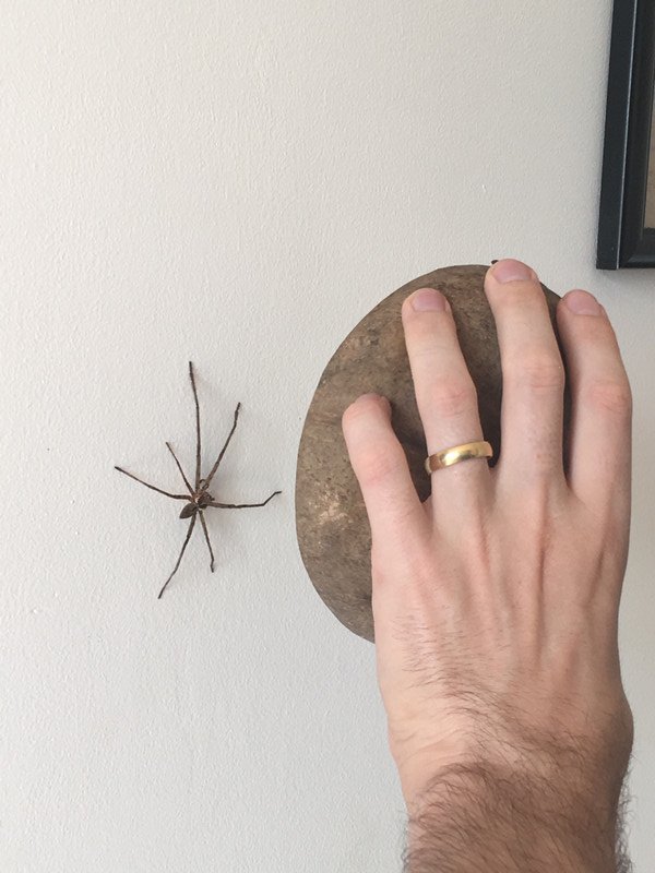 Giant spider!