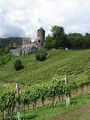Vineyards on side of hill leading to Deutschlandburg