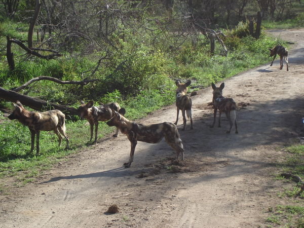 More Wild Dogs
