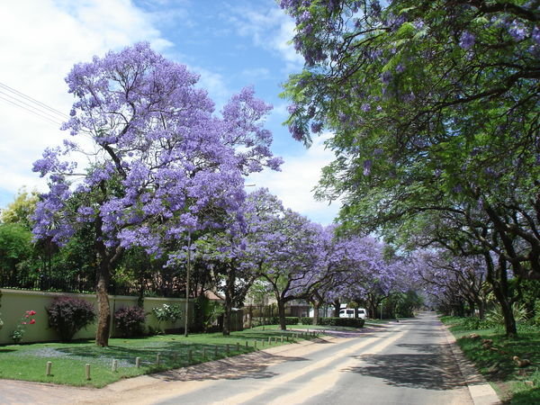 Pretoria - Jacaranda lined street 