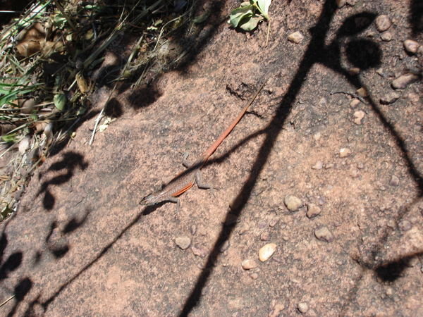 Another pic of a flat lizard