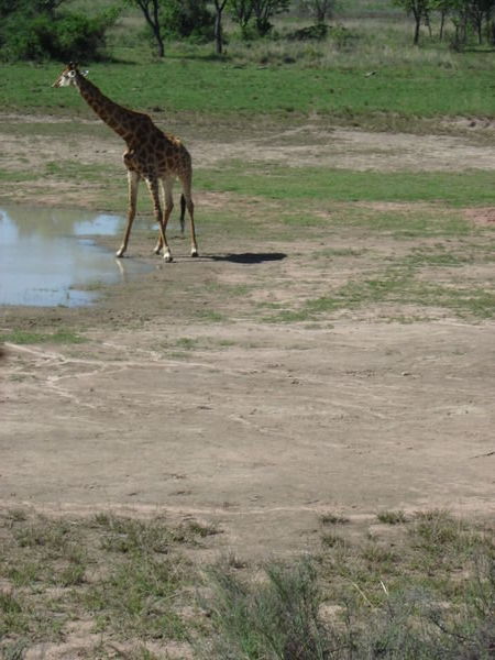 Giraffe at water 