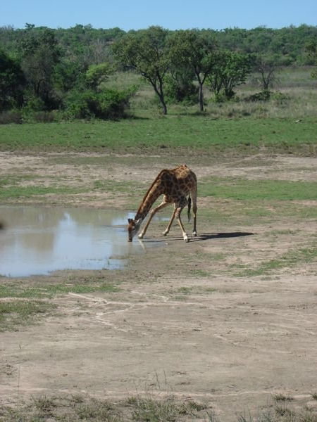 Giraffe drinking 1