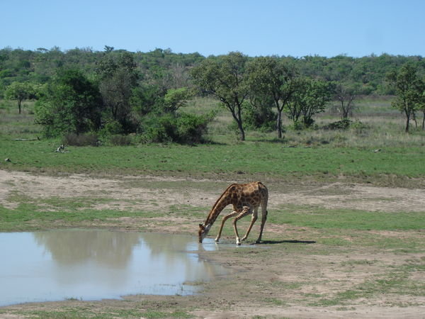 Giraffe drinking 2 