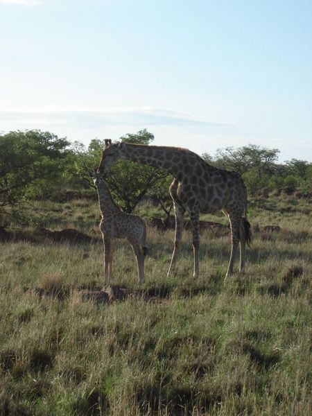 Giraffe grooming young