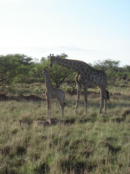 Giraffe standing behind young