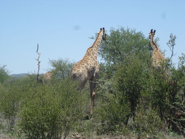 Two giraffe eating