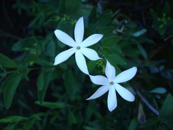 Wild Jasmine