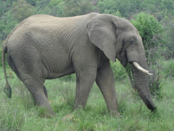 Elephant Side View 