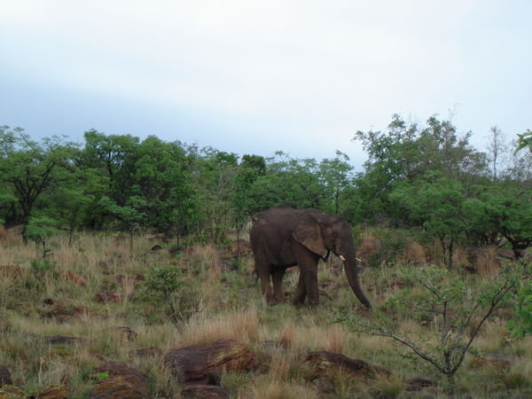 Elephant in landscape