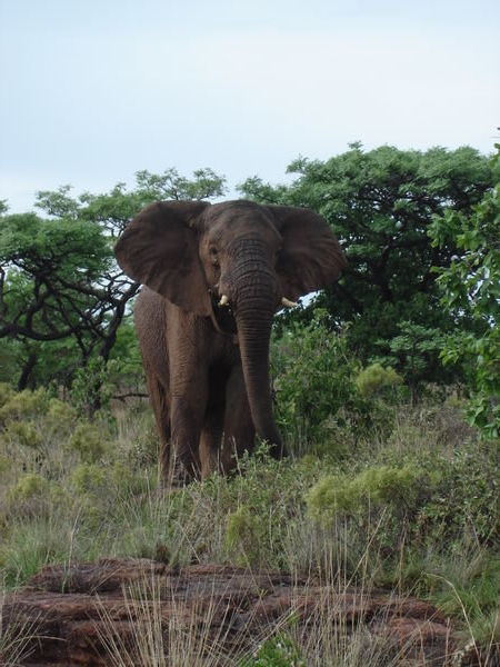 Elephant comes up close