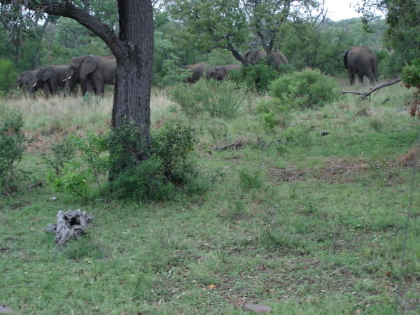 Herd of elephants in the bush 