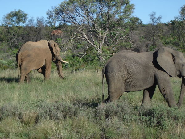 Brown and grey elephants