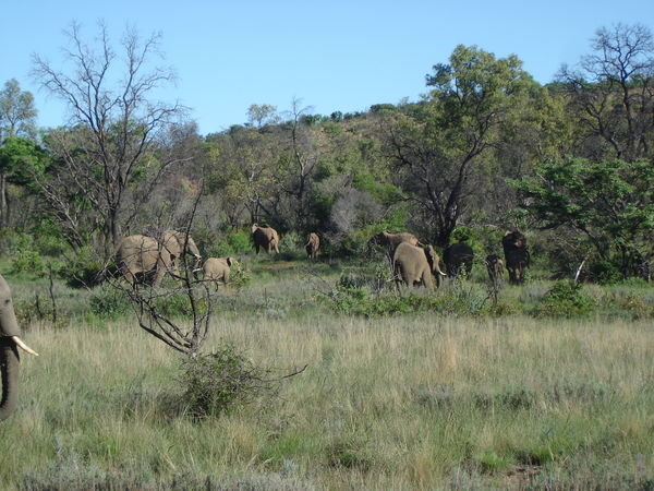 Herd of Elephants 