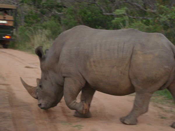 Rhino on road