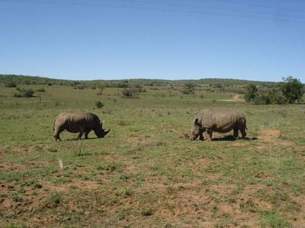 Two rhinos facing each other 