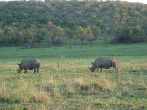 2 rhinos at sunset