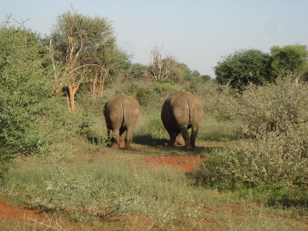 Rear View of 2 rhinos 