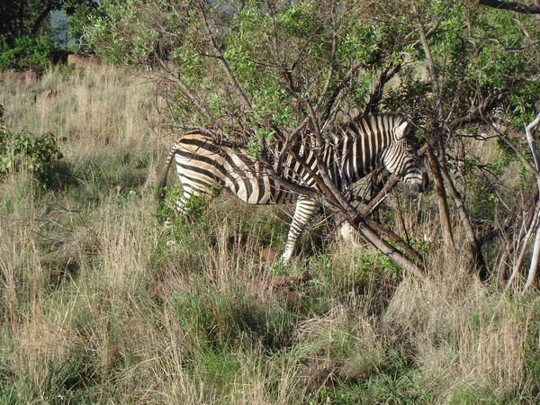 Zebra close up in the bush 