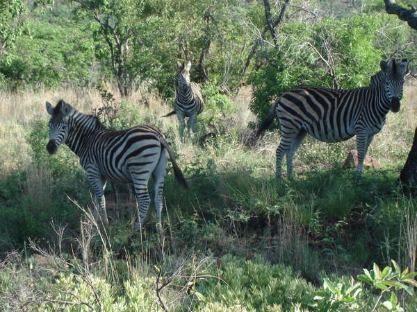 3 posing zebra