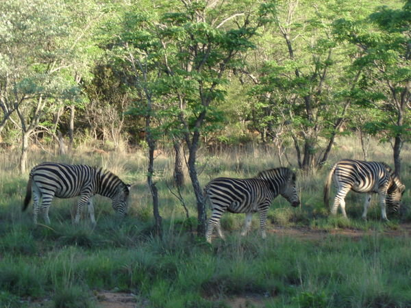 View of three zebra