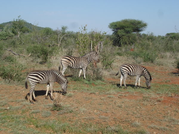 3 Zebra