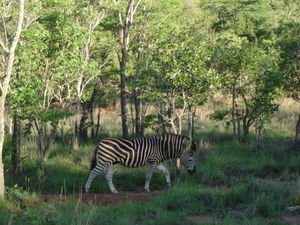 View of sole zebra