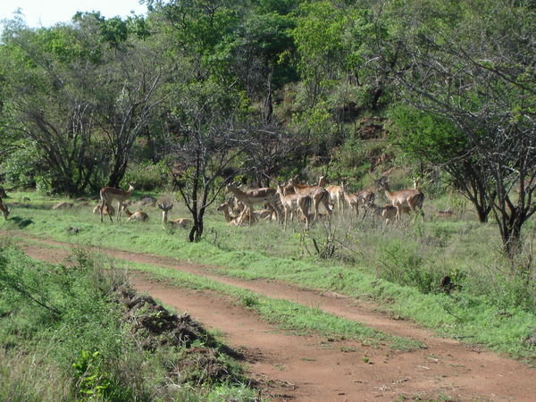 Large herd