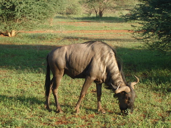 The Blue Wildebeest