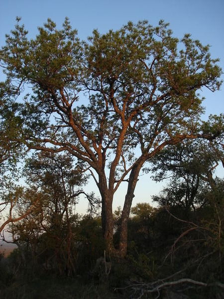 Marula Tree 