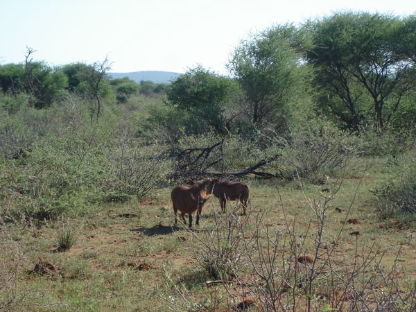 Two Warthogs