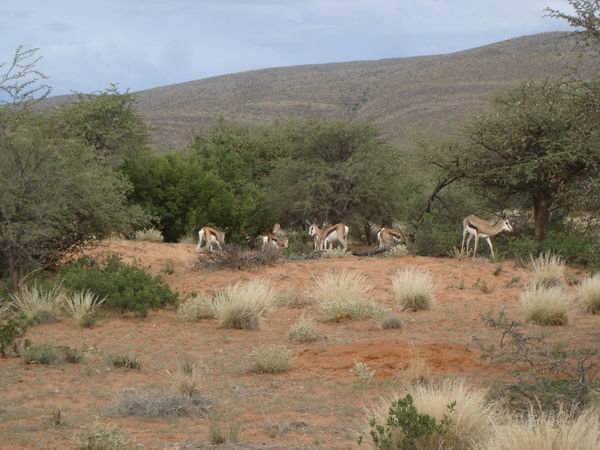 Group of Springbok
