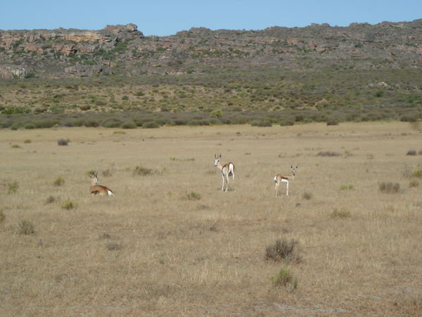 Three Springbok